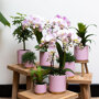 Roze orchidee en succulenten op gouden schaal